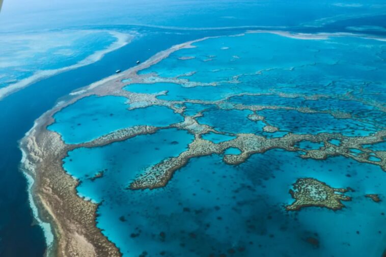 man-dies-after-shark-attack-on-australia’s-great-barrier-reef