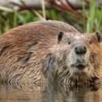 video-catches-3-family-members-forced-to-fight-off-angry,-rabid-beaver-that-charged-boy,-8,-sending-him-to-the-hospital