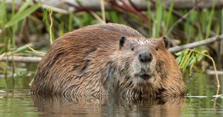 video-catches-3-family-members-forced-to-fight-off-angry,-rabid-beaver-that-charged-boy,-8,-sending-him-to-the-hospital