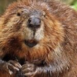 video-catches-3-family-members-forced-to-fight-off-angry,-rabid-beaver-that-charged-boy,-8,-sending-him-to-the-hospital