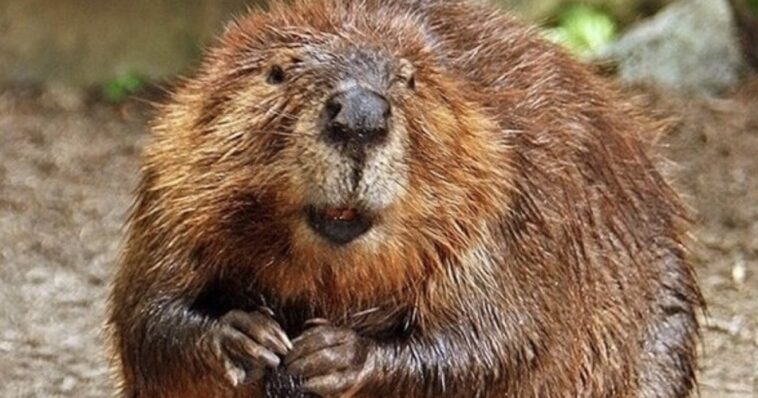video-catches-3-family-members-forced-to-fight-off-angry,-rabid-beaver-that-charged-boy,-8,-sending-him-to-the-hospital