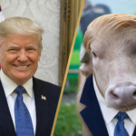 this-trump-looking-buffalo-is-taking-over-the-internet