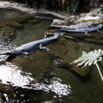bronx-zoo-croc-takes-bite-out-of-worker-who-slipped-while-cleaning
