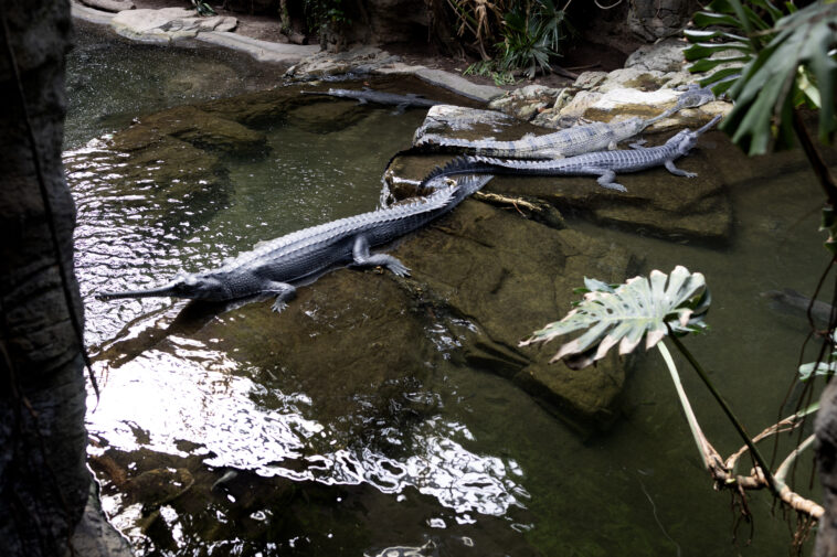 bronx-zoo-croc-takes-bite-out-of-worker-who-slipped-while-cleaning