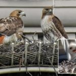pale-male’s-mate-shacks-up-with-boy-toy-years-after-iconic-nyc-hawk’s-death:-‘she’s-a-cougar!’