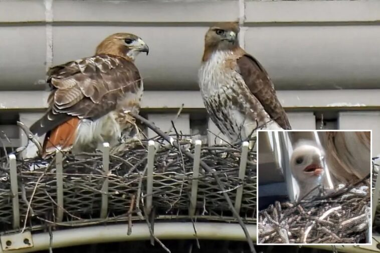 pale-male’s-mate-shacks-up-with-boy-toy-years-after-iconic-nyc-hawk’s-death:-‘she’s-a-cougar!’