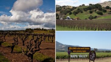 napa-valley-nightmare-as-experts-warn-wineries-could-run-dry:-‘unsustainable’