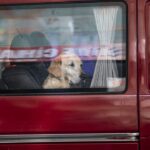 dog-accidentally-fires-shotgun,-striking-woman-yards-away-during-chaotic-gas-station-stop
