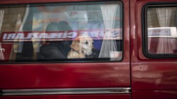 dog-accidentally-fires-shotgun,-striking-woman-yards-away-during-chaotic-gas-station-stop