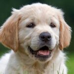 you-can’t-make-this-up:-dog-shoots-woman-with-a-shotgun-during-gas-station-stop