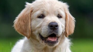you-can’t-make-this-up:-dog-shoots-woman-with-a-shotgun-during-gas-station-stop