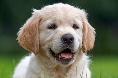 you-can’t-make-this-up:-dog-shoots-woman-with-a-shotgun-during-gas-station-stop