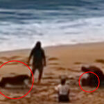 horrifying-moment-rottweiler-mauls-little-girl-on-hawaii-beach
