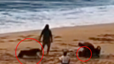 horrifying-moment-rottweiler-mauls-little-girl-on-hawaii-beach