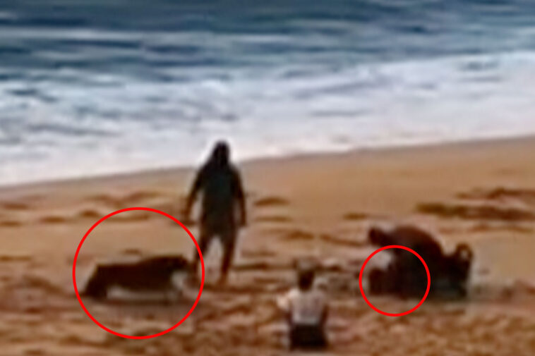 horrifying-moment-rottweiler-mauls-little-girl-on-hawaii-beach