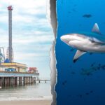 shark-attack-turns-holiday-boating-trip-into-bloody-fight-for-teen’s-survival