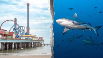 shark-attack-turns-holiday-boating-trip-into-bloody-fight-for-teen’s-survival
