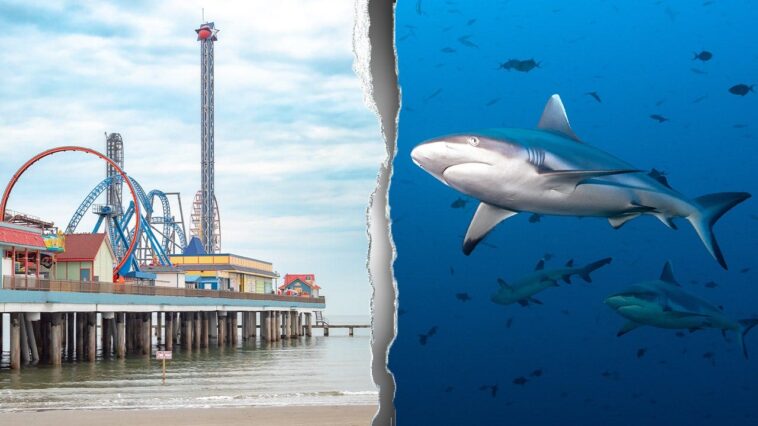 shark-attack-turns-holiday-boating-trip-into-bloody-fight-for-teen’s-survival