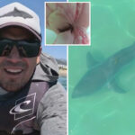 terrifying-moment-great-white-shark-attacks-diver’s-camera-off-socal