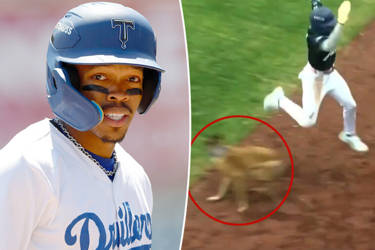 dodgers-stud-prospect-injured-after-freak-encounter-with-team-bat-dog