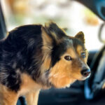 woman-injured-after-dog-accidentally-fires-shotgun-at-convenience-store