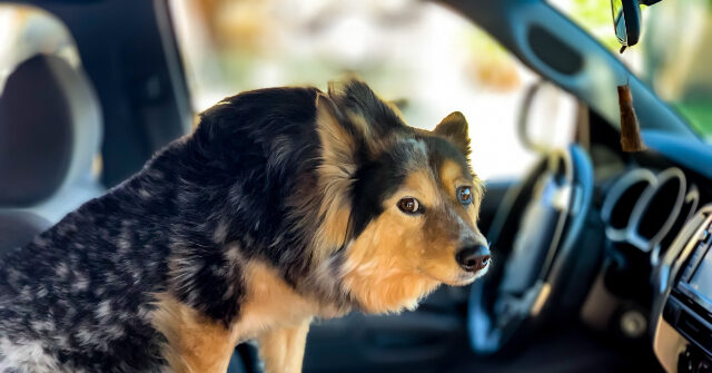 woman-injured-after-dog-accidentally-fires-shotgun-at-convenience-store