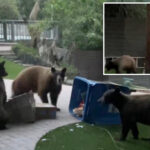 huge-bear-family-causes-chaos-outside-socal-home