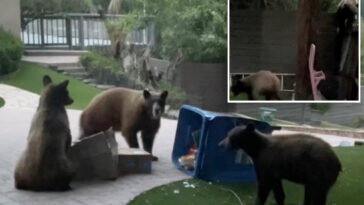 huge-bear-family-causes-chaos-outside-socal-home