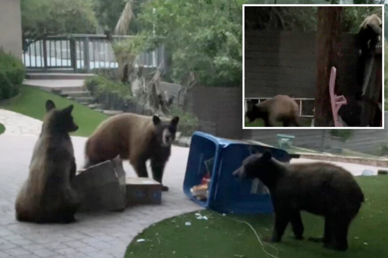 huge-bear-family-causes-chaos-outside-socal-home