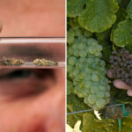 pest-with-‘no-cure’-sparks-panic-at-napa-vineyards-as-urgent-alert-issued