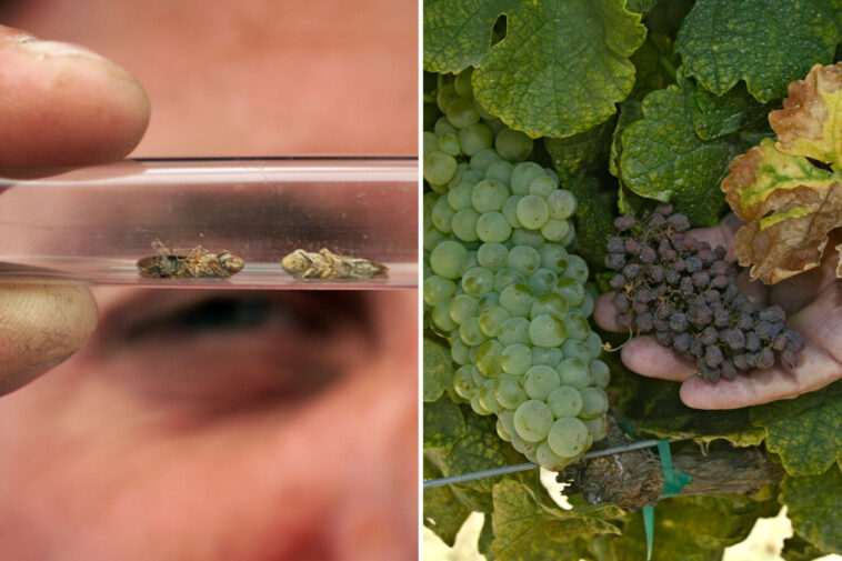 pest-with-‘no-cure’-sparks-panic-at-napa-vineyards-as-urgent-alert-issued