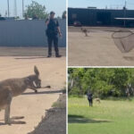 funny-video-shows-escape-artist-kangaroo-named-bingus-give-texas-cops-a-run-for-their-money