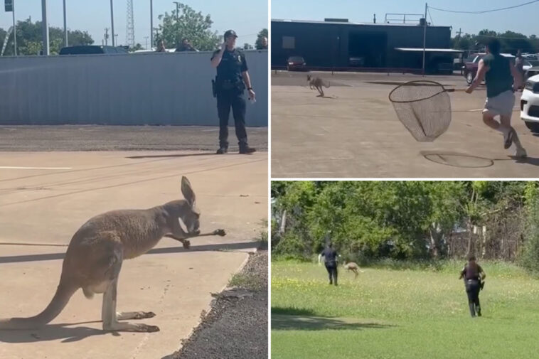 funny-video-shows-escape-artist-kangaroo-named-bingus-give-texas-cops-a-run-for-their-money