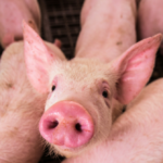 group-that-left-pigs-heads-on-mosque-doorsteps-worked-for-moscow:-report