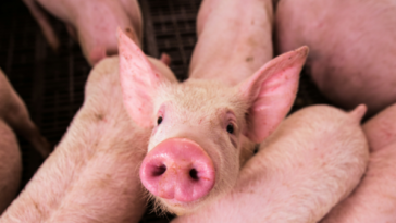 group-that-left-pigs-heads-on-mosque-doorsteps-worked-for-moscow:-report