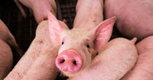 group-that-left-pigs-heads-on-mosque-doorsteps-worked-for-moscow:-report