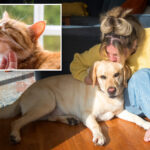 new-jersey-pet-owners-could-cash-in-on-$900-tax-credit-under-new-proposed-bill