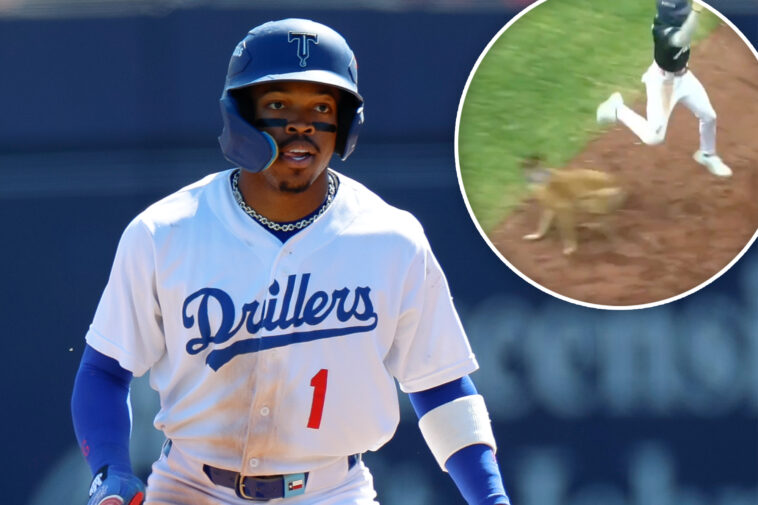 tulsa-drillers,-dodgers-minor-league-team,-suspending-bat-dog-program-after-freak-injury