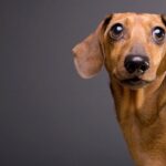 punk-rock-dachsund-goes-rogue,-yeti-cup-vs-lava,-and-was-the-sci-fi-horror-classic-‘alien’-a-cautionary-tale?