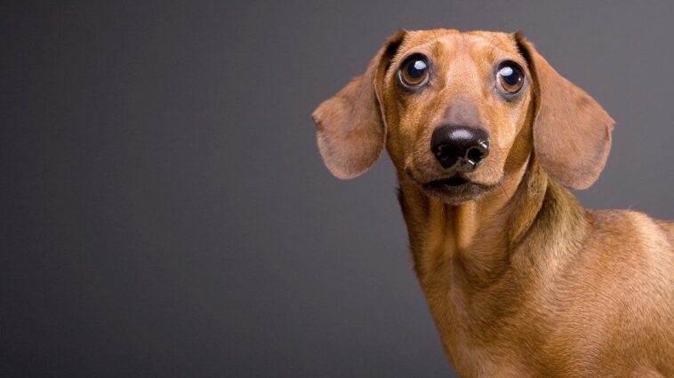 punk-rock-dachsund-goes-rogue,-yeti-cup-vs-lava,-and-was-the-sci-fi-horror-classic-‘alien’-a-cautionary-tale?