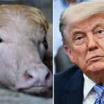 viral-albino-buffalo-named-‘donald-trump’ spared-from-eid-sacrifice-in-bangladesh