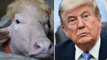 viral-albino-buffalo-named-‘donald-trump’ spared-from-eid-sacrifice-in-bangladesh