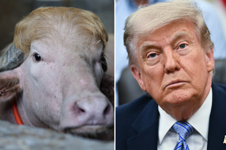 viral-albino-buffalo-named-‘donald-trump’ spared-from-eid-sacrifice-in-bangladesh