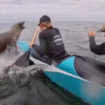 sea-lion-makes-splash-at-monterey-bay-race-as-it-joins-canoe-crew