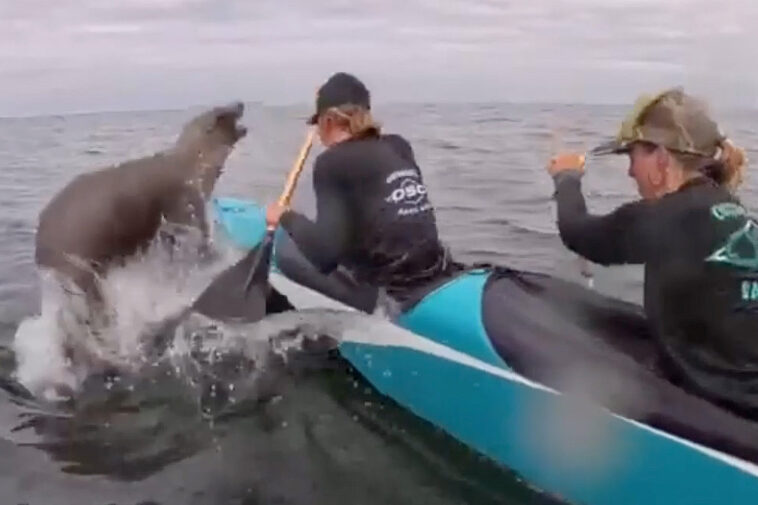 sea-lion-makes-splash-at-monterey-bay-race-as-it-joins-canoe-crew