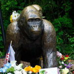 white-house-honors-‘legend’-harambe-the-gorilla:-‘true-patriot’