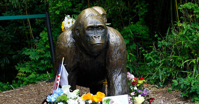 white-house-honors-‘legend’-harambe-the-gorilla:-‘true-patriot’