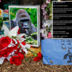 white-house-commemorates-‘true-patriot’-harambe-on-what-would-have-been-gorilla’s-27th-birthday-in-bizarre-post:-‘rest-easy’