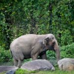 bronx-zoo’s-happy-the-elephant,-behind-infamous-‘person’-lawsuit,-euthanized