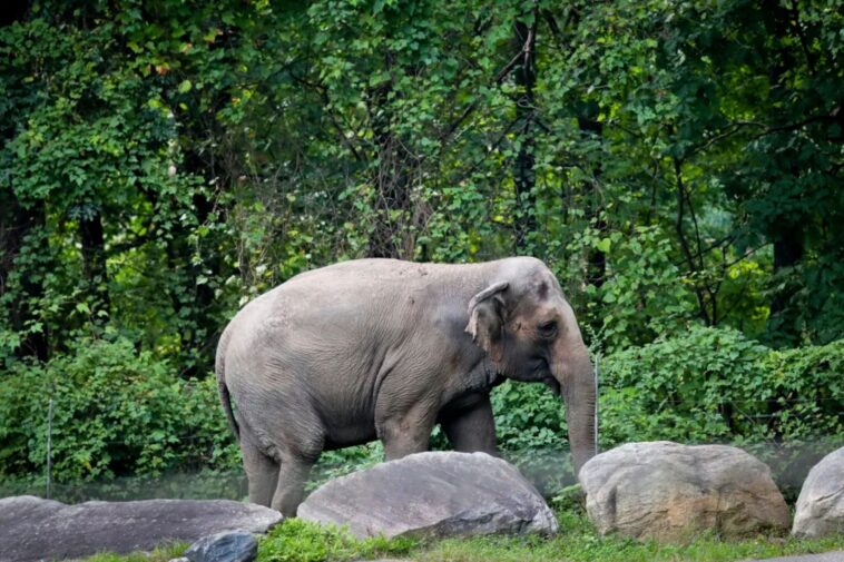 bronx-zoo’s-happy-the-elephant,-behind-infamous-‘person’-lawsuit,-euthanized